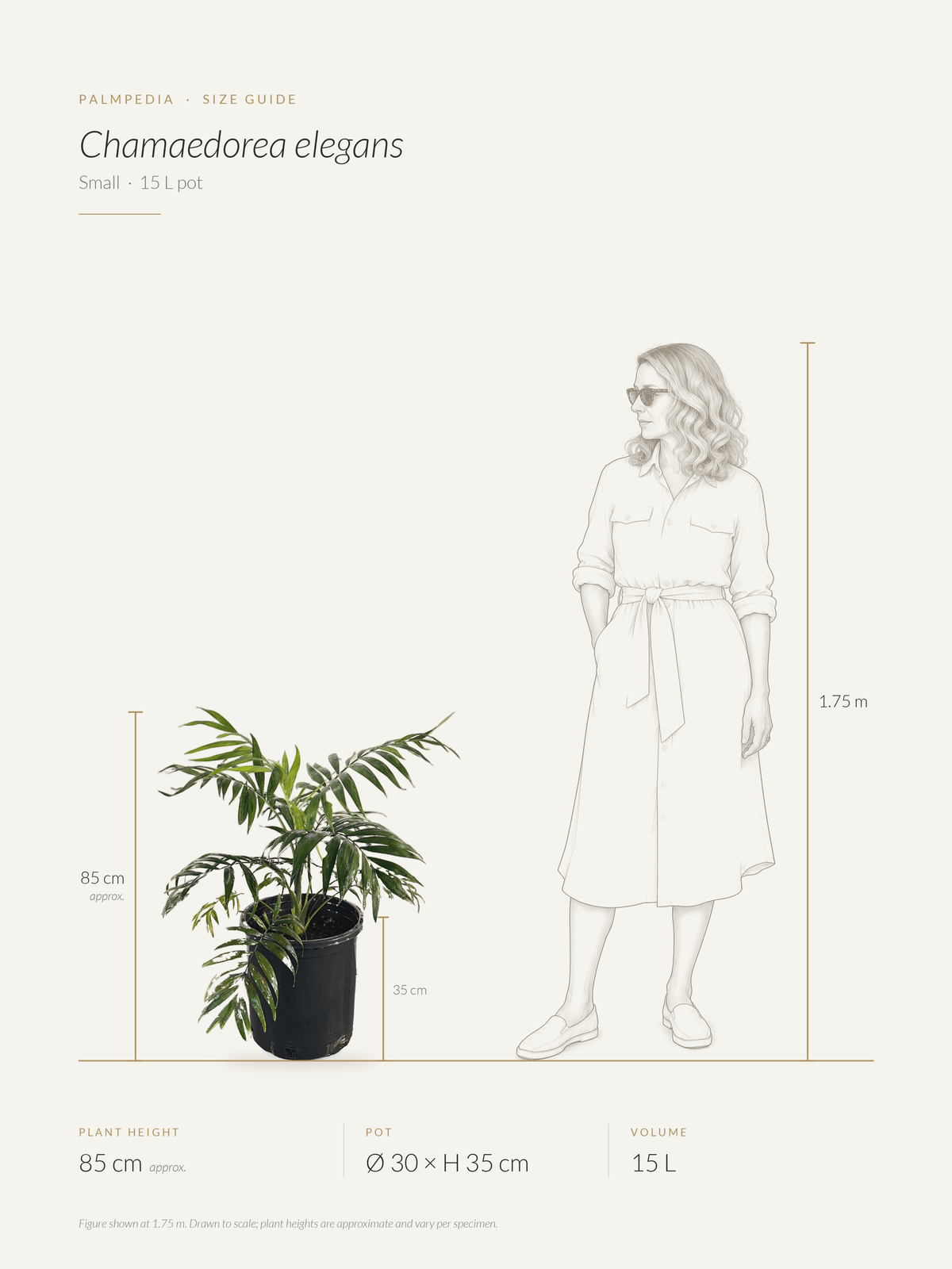 Chamaedorea elegans – size guide