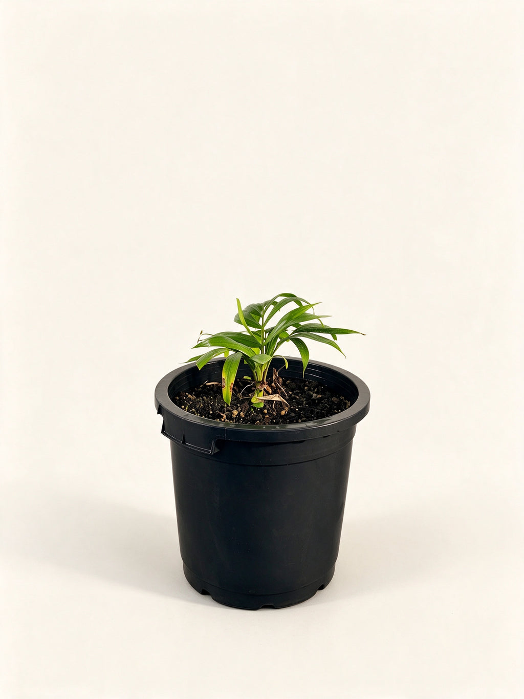 Dypsis 'Dark Mealy Bug'