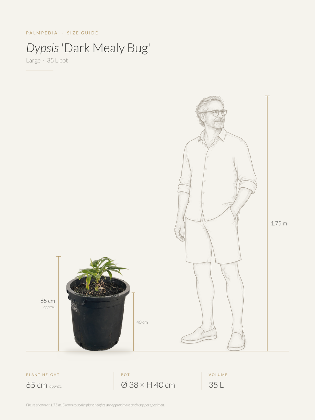 Dypsis 'Dark Mealy Bug' – size guide