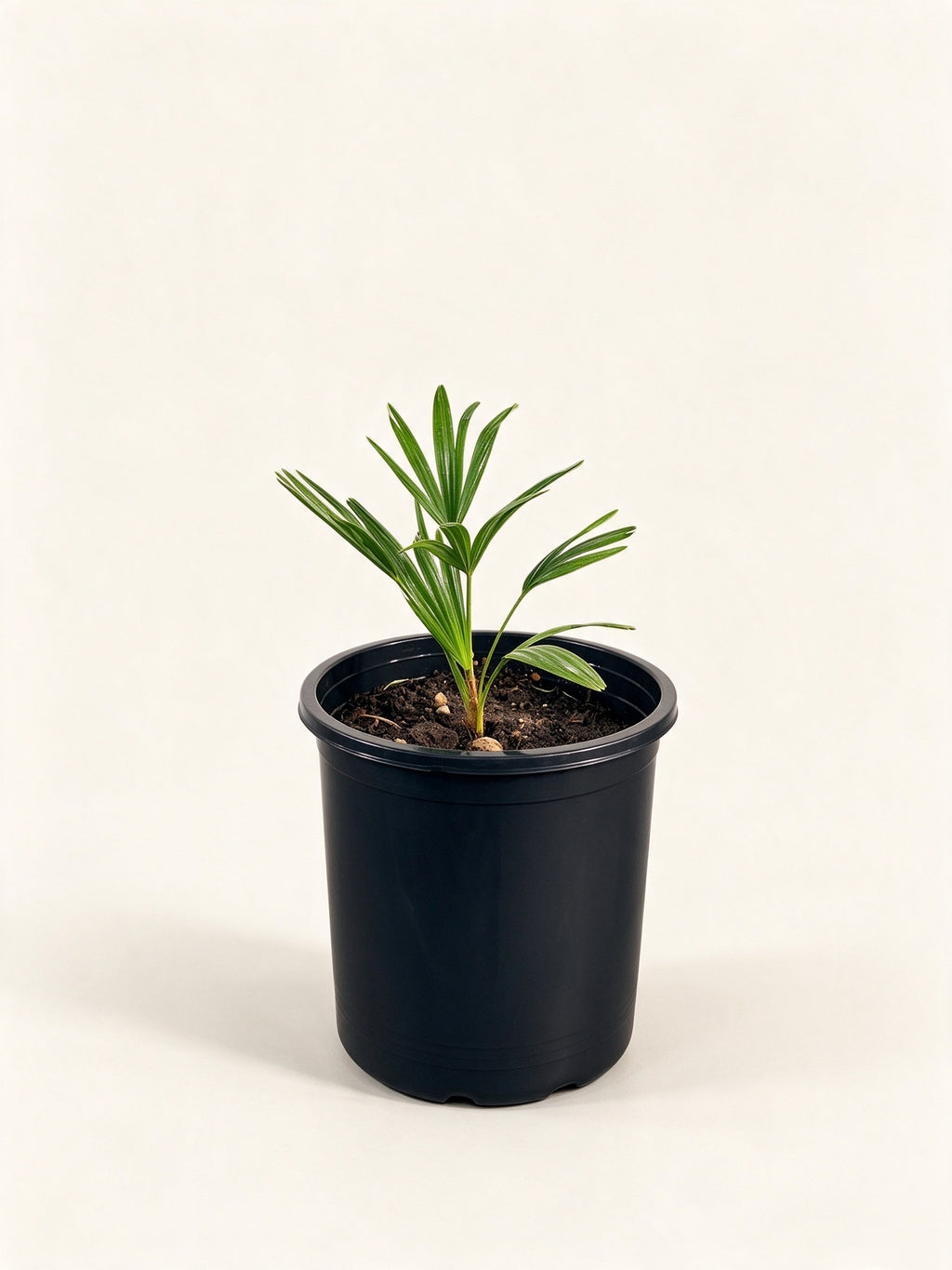 Trachycarpus fortunei 'Wagnerianus'