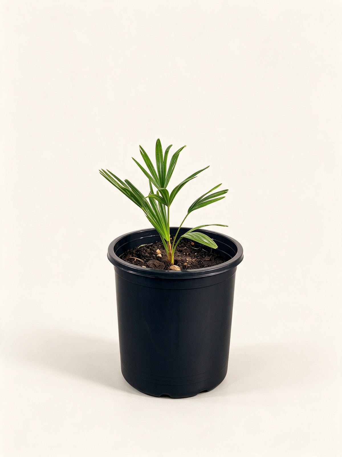 Trachycarpus fortunei 'Wagnerianus'