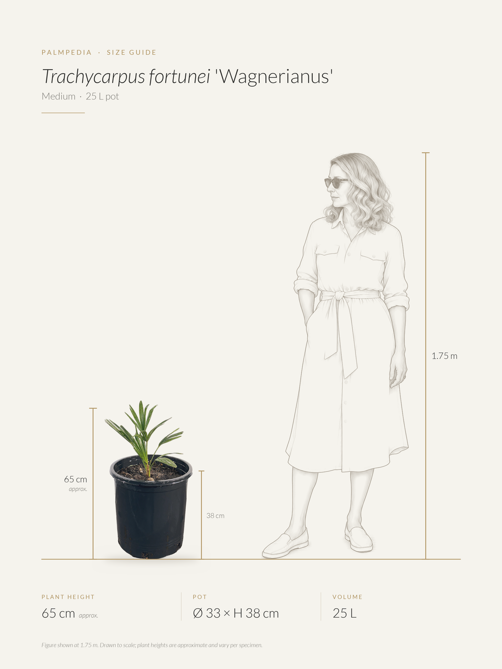 Trachycarpus fortunei 'Wagnerianus' – size guide