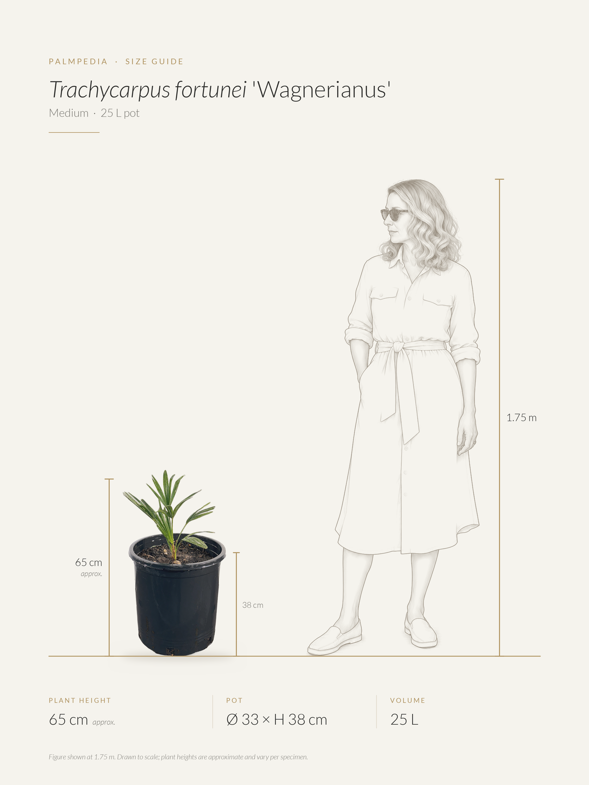 Trachycarpus fortunei 'Wagnerianus' – size guide