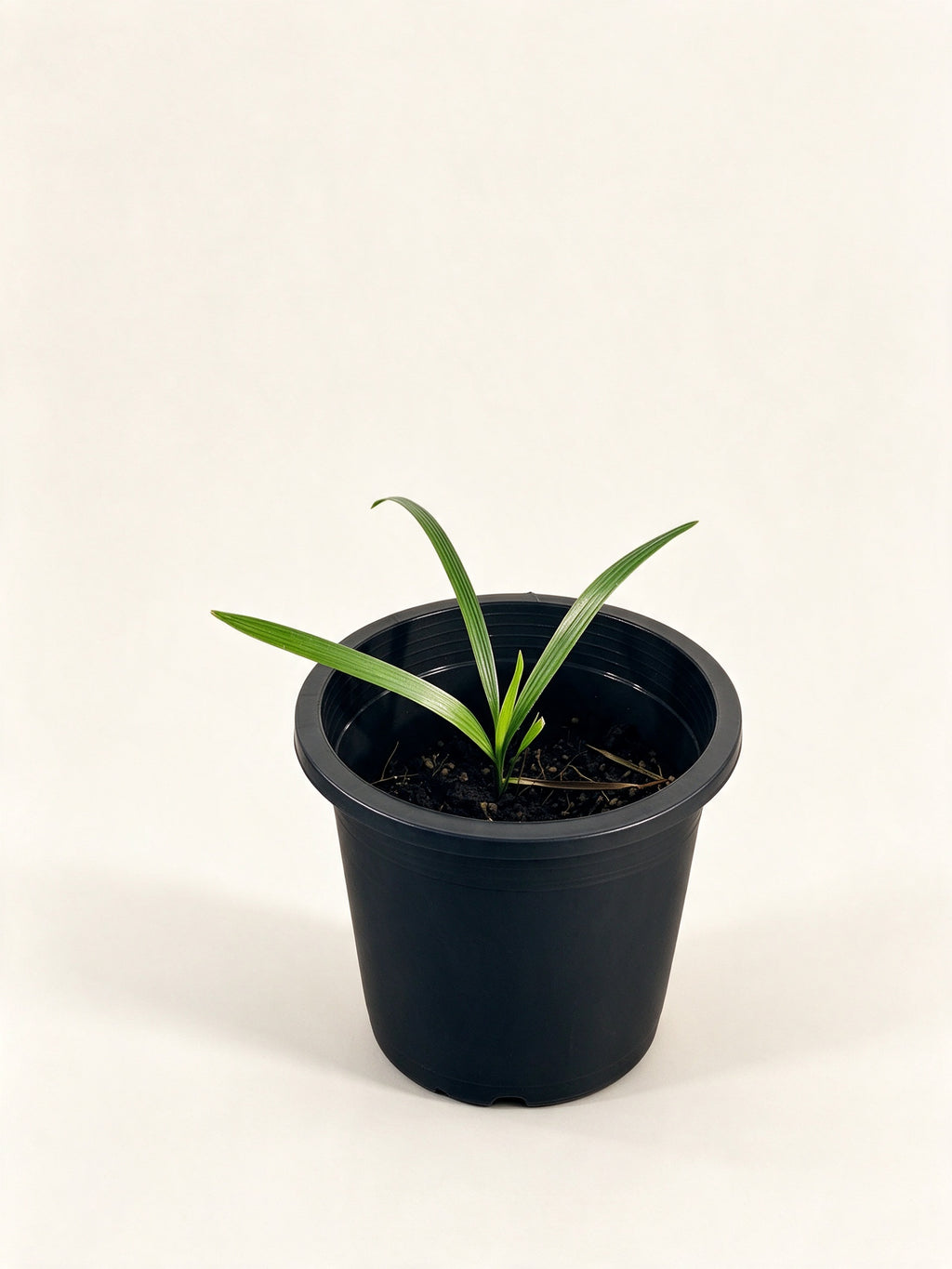 Phoenix sylvestris
