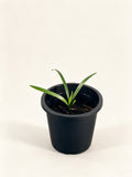 Phoenix sylvestris