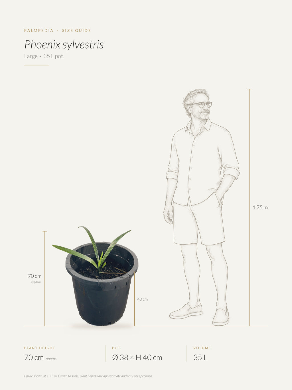 Phoenix sylvestris – size guide