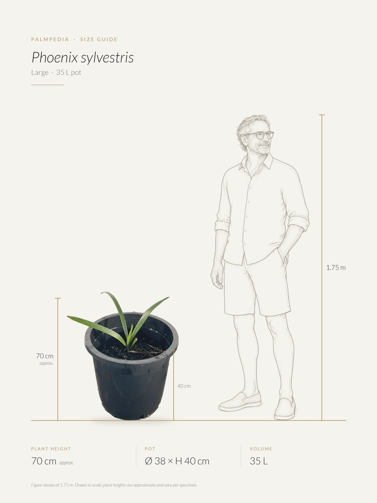 Phoenix sylvestris – size guide
