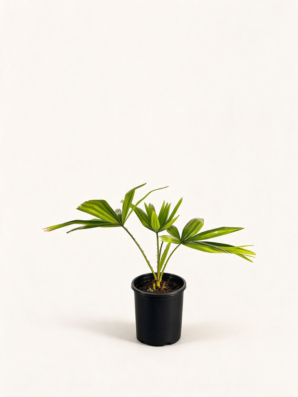 Pholidocarpus macrocarpus