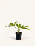 Pholidocarpus macrocarpus