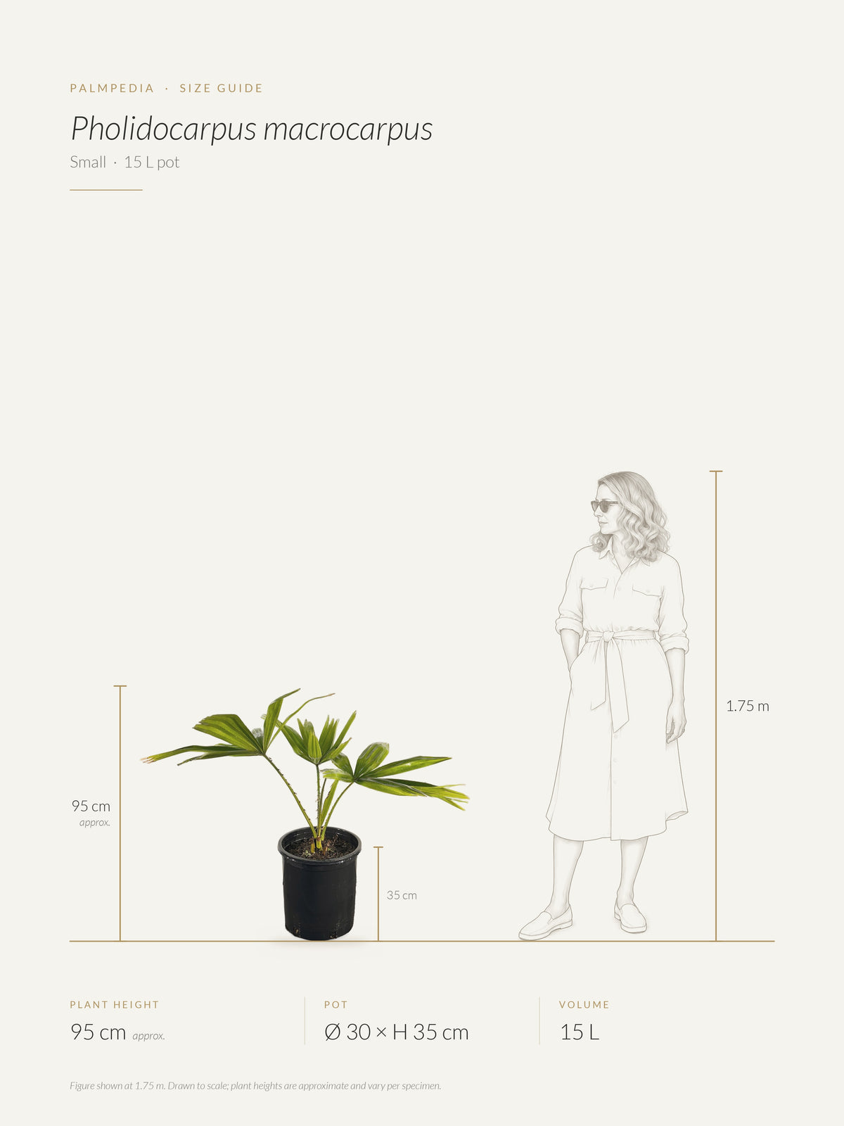 Pholidocarpus macrocarpus – size guide