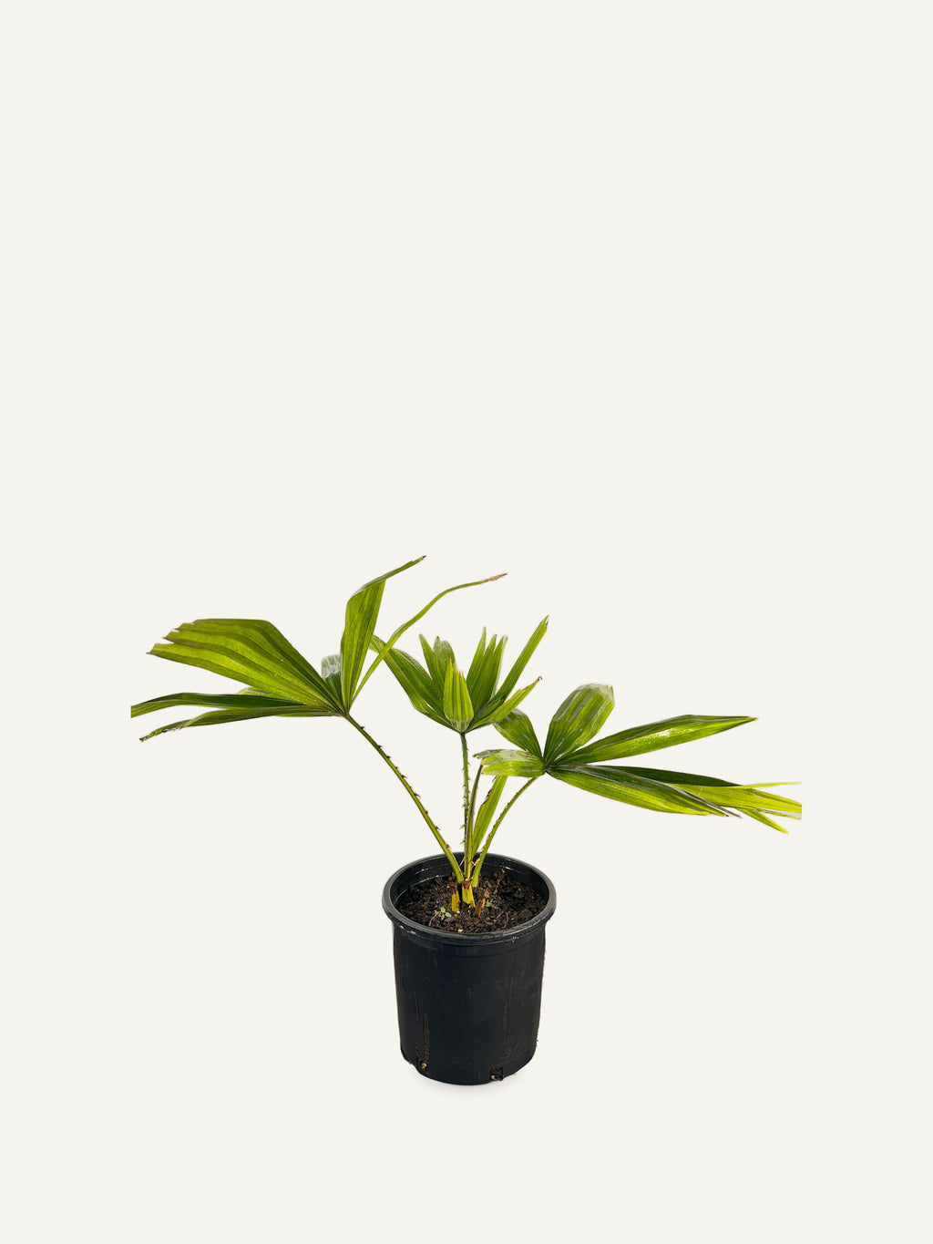 Pholidocarpus macrocarpus – Palmpedia, view 2