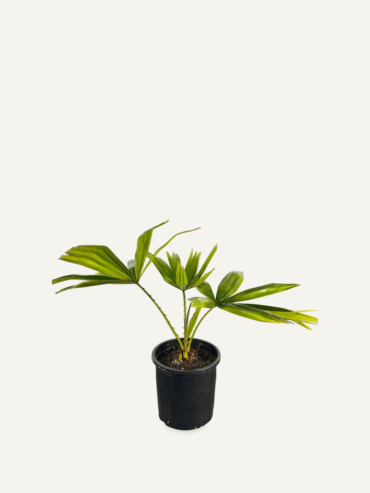 Pholidocarpus macrocarpus – Palmpedia, view 2