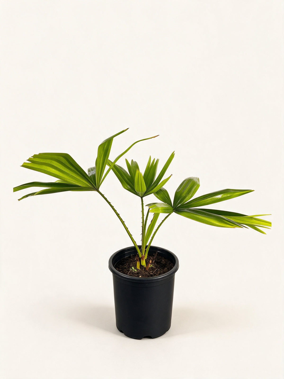 Pholidocarpus macrocarpus