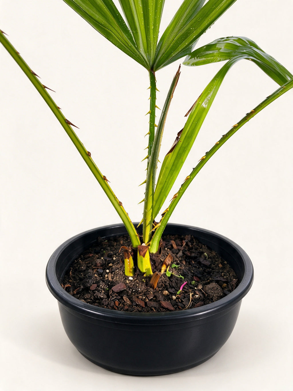 Pholidocarpus macrocarpus