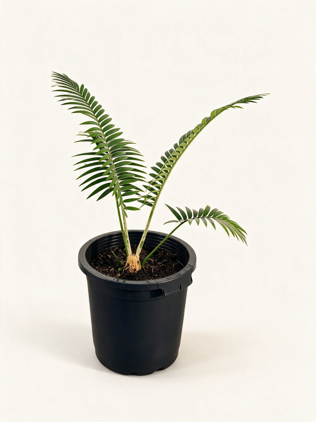 Dioon rzedowskii