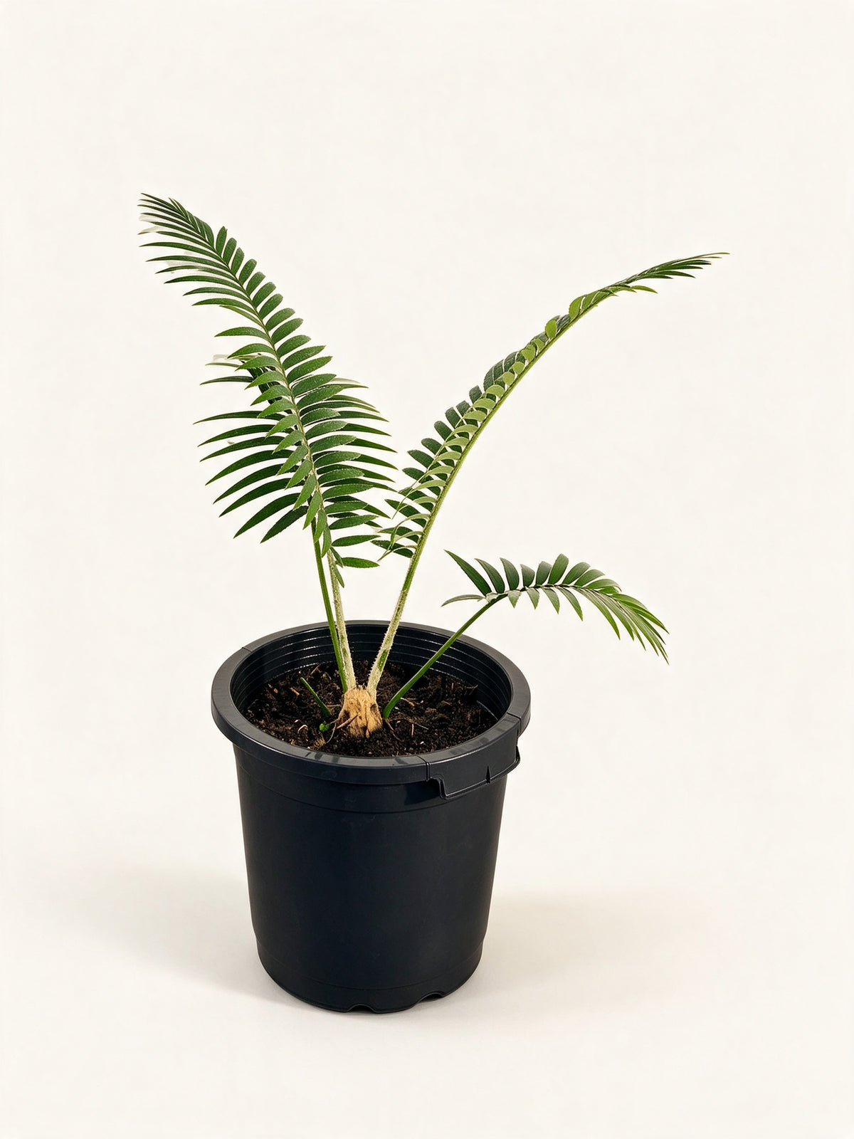 Dioon rzedowskii