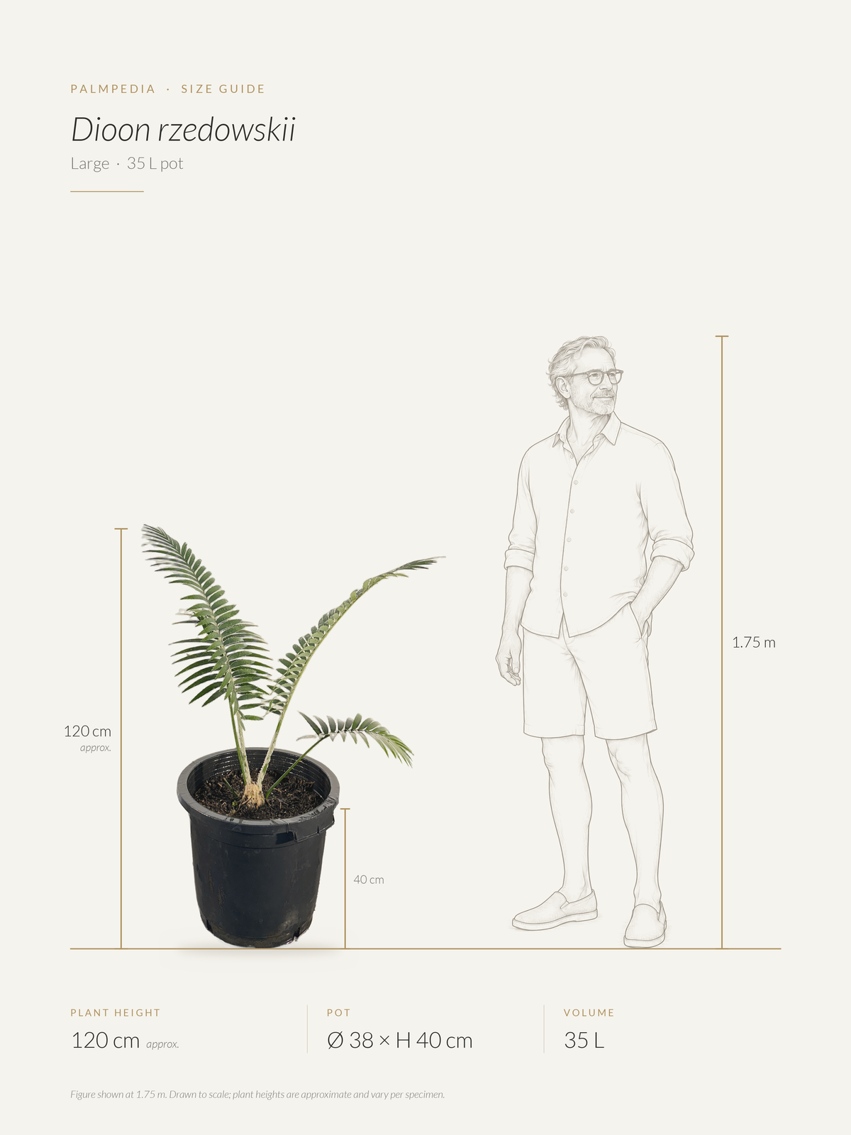 Dioon rzedowskii – size guide