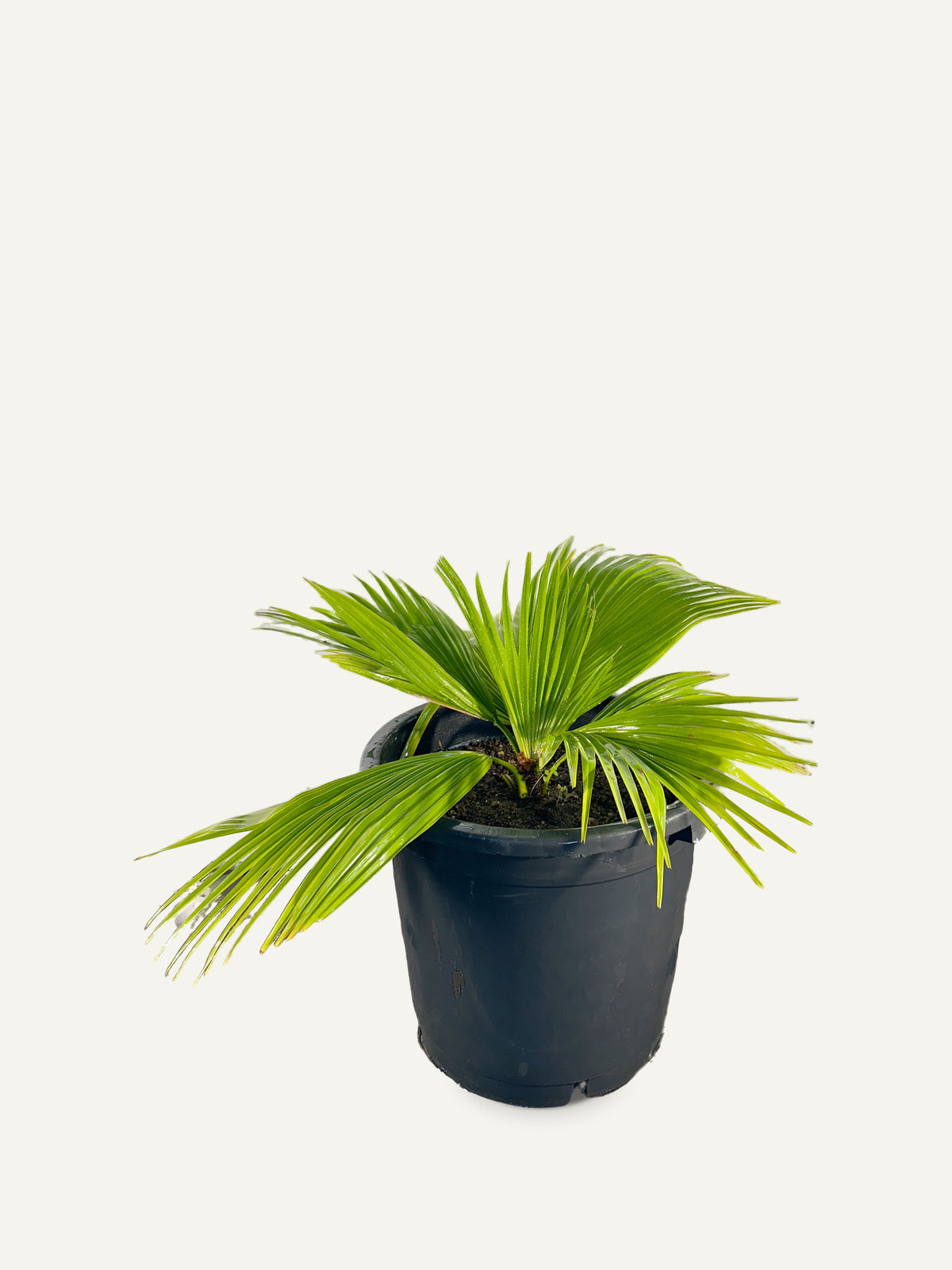 Saribus tothur – Palmpedia, view 2