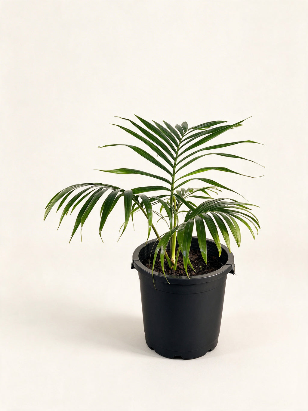 Chambeyronia oliviformis