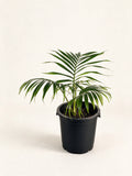 Chambeyronia oliviformis