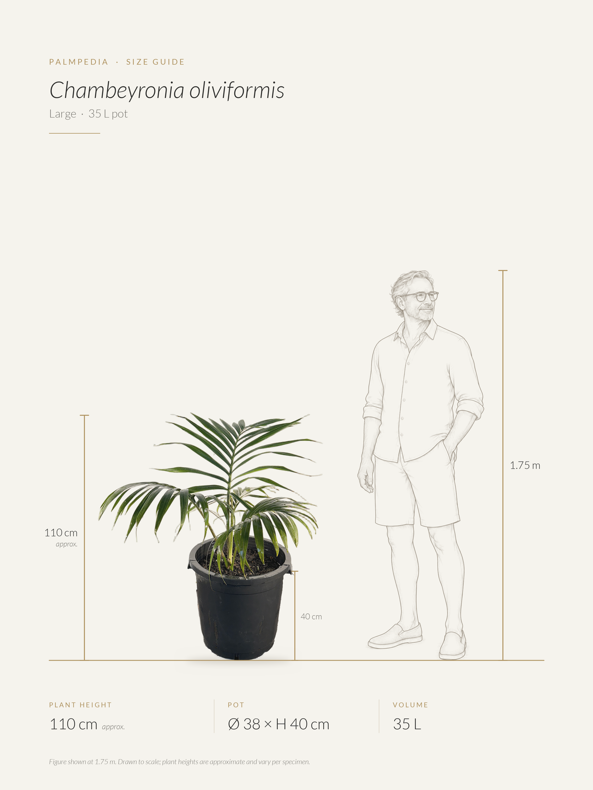 Chambeyronia oliviformis – size guide