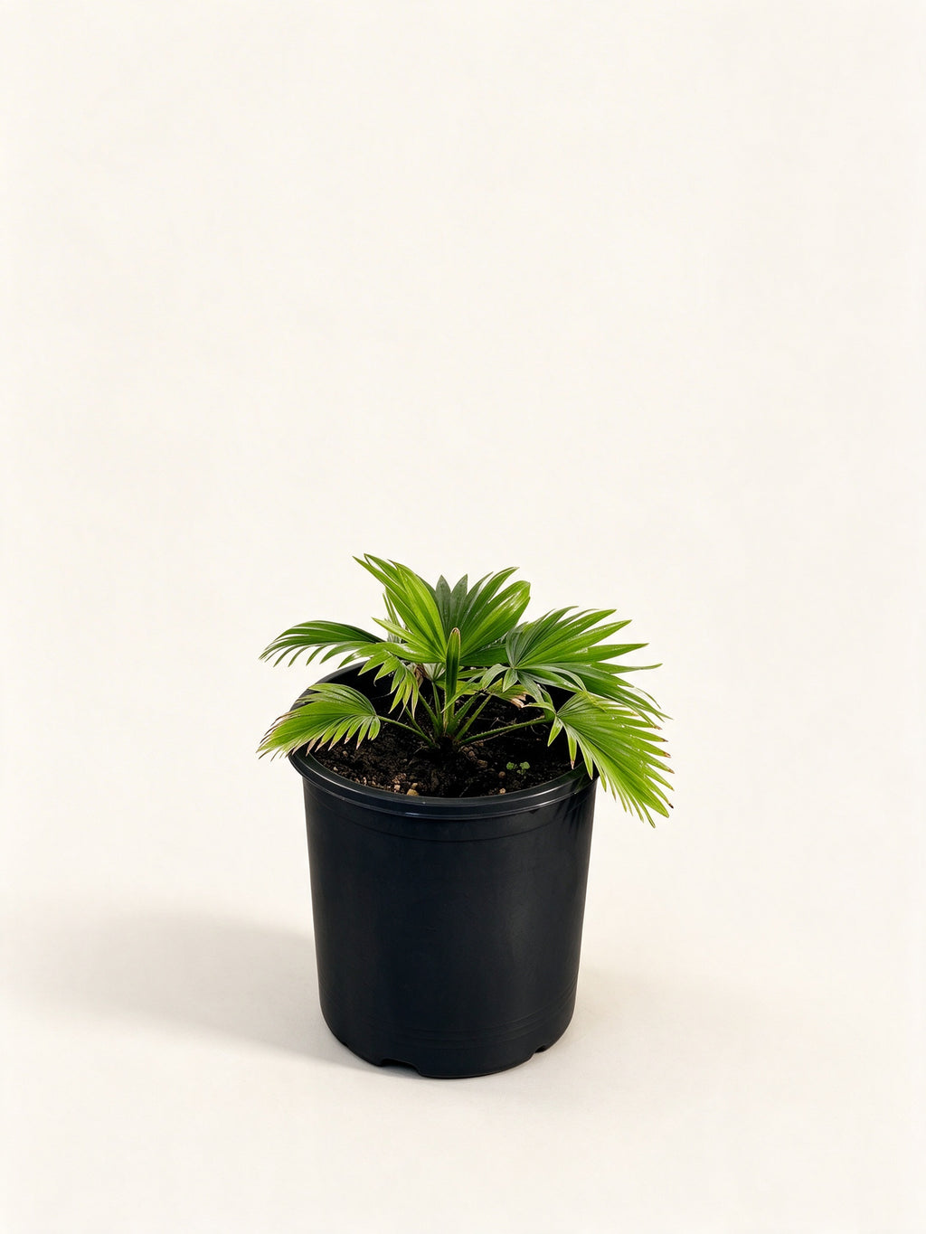 Saribus rotundifolius