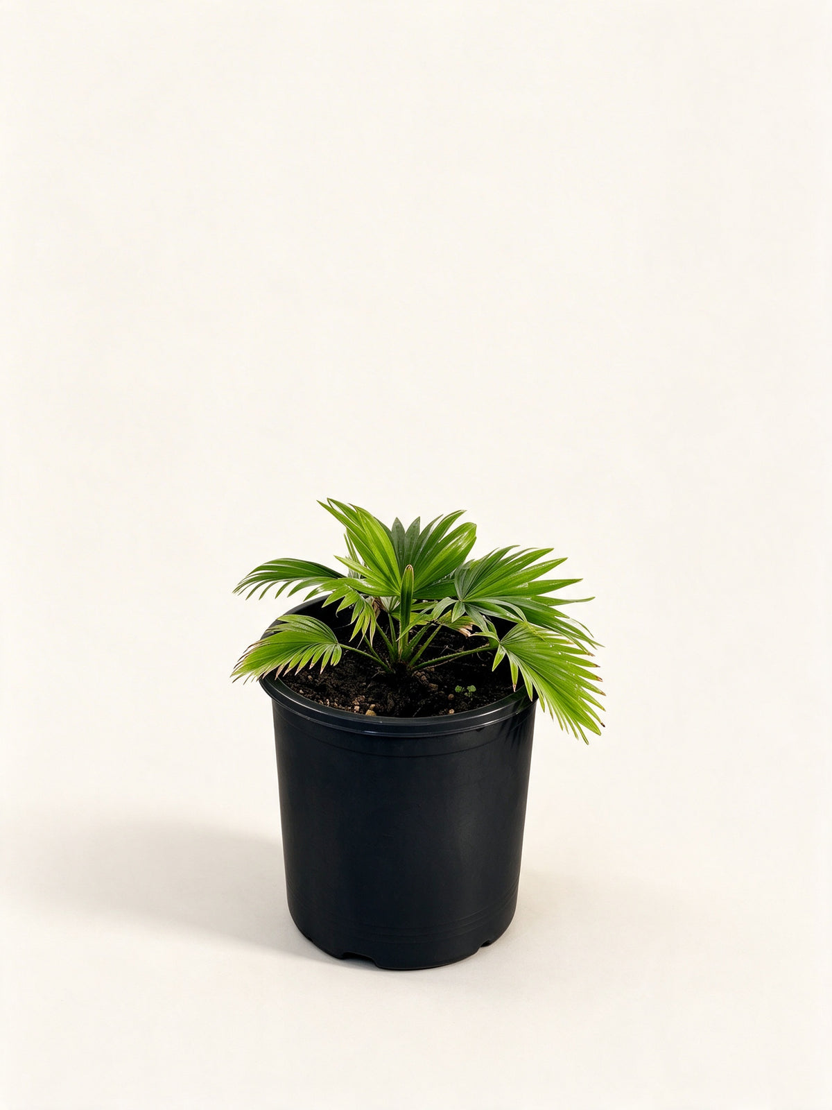 Saribus rotundifolius