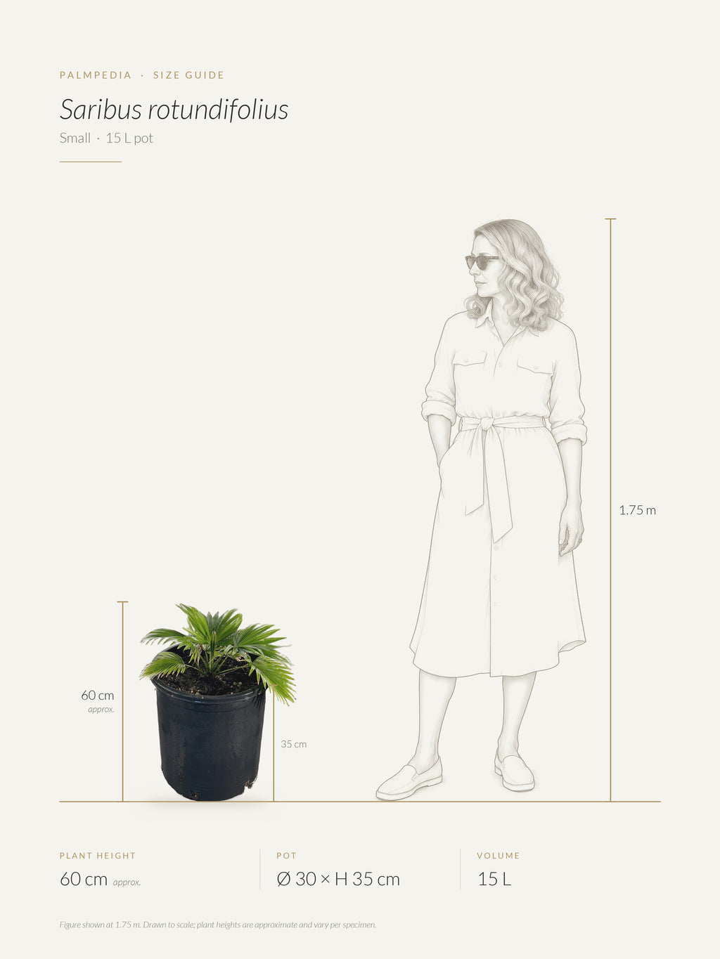 Saribus rotundifolius – size guide