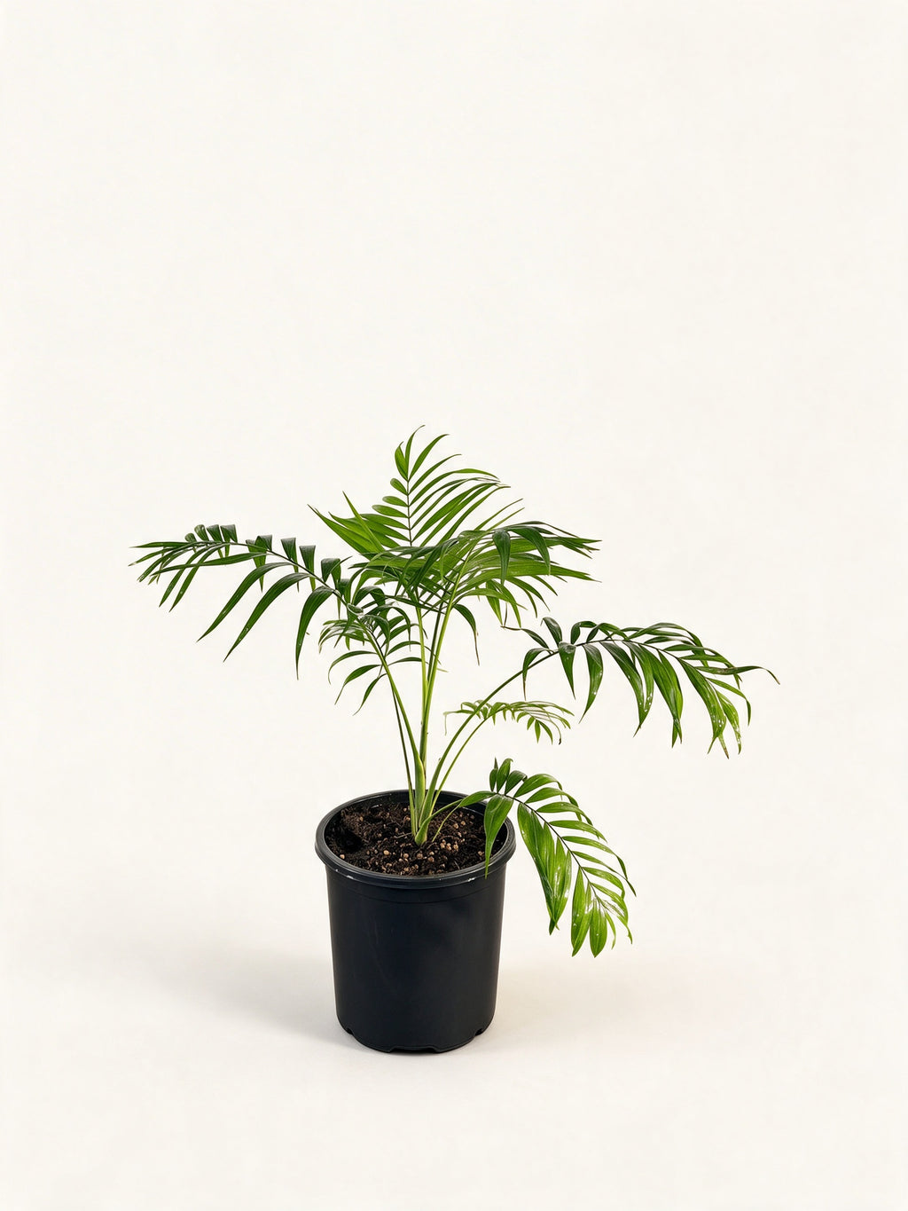 Chamaedorea elegans