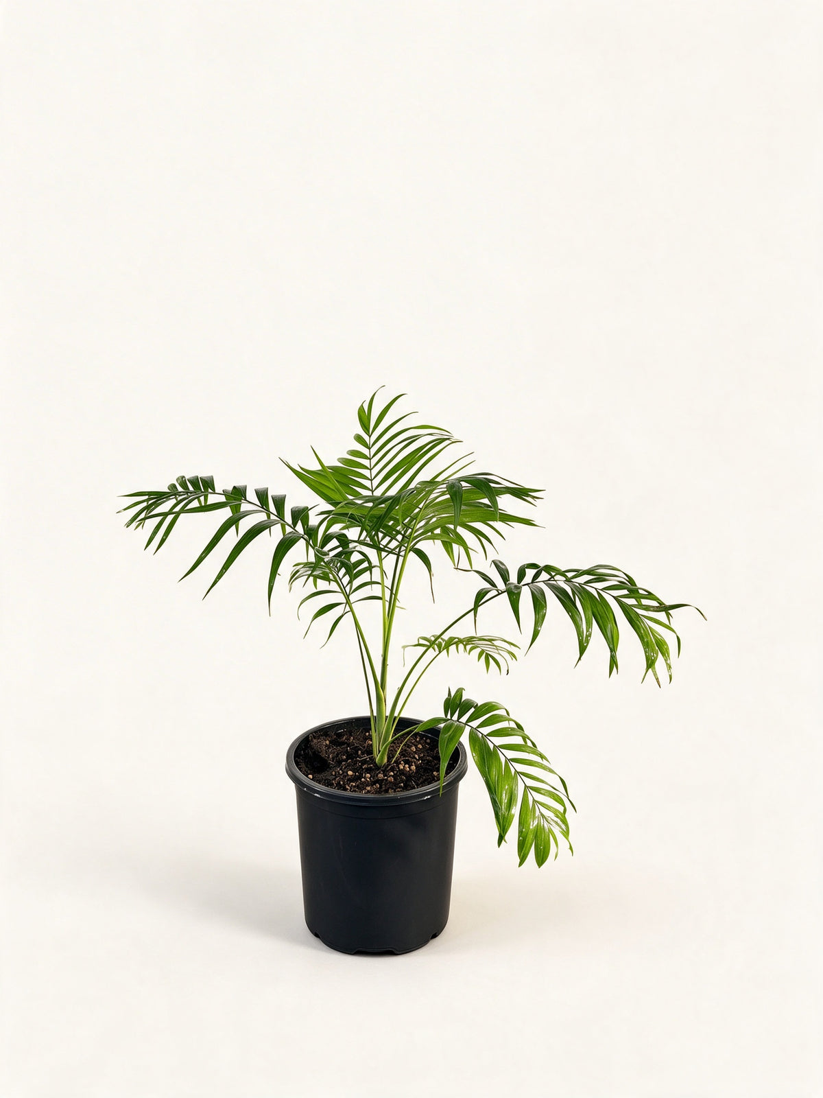 Chamaedorea elegans