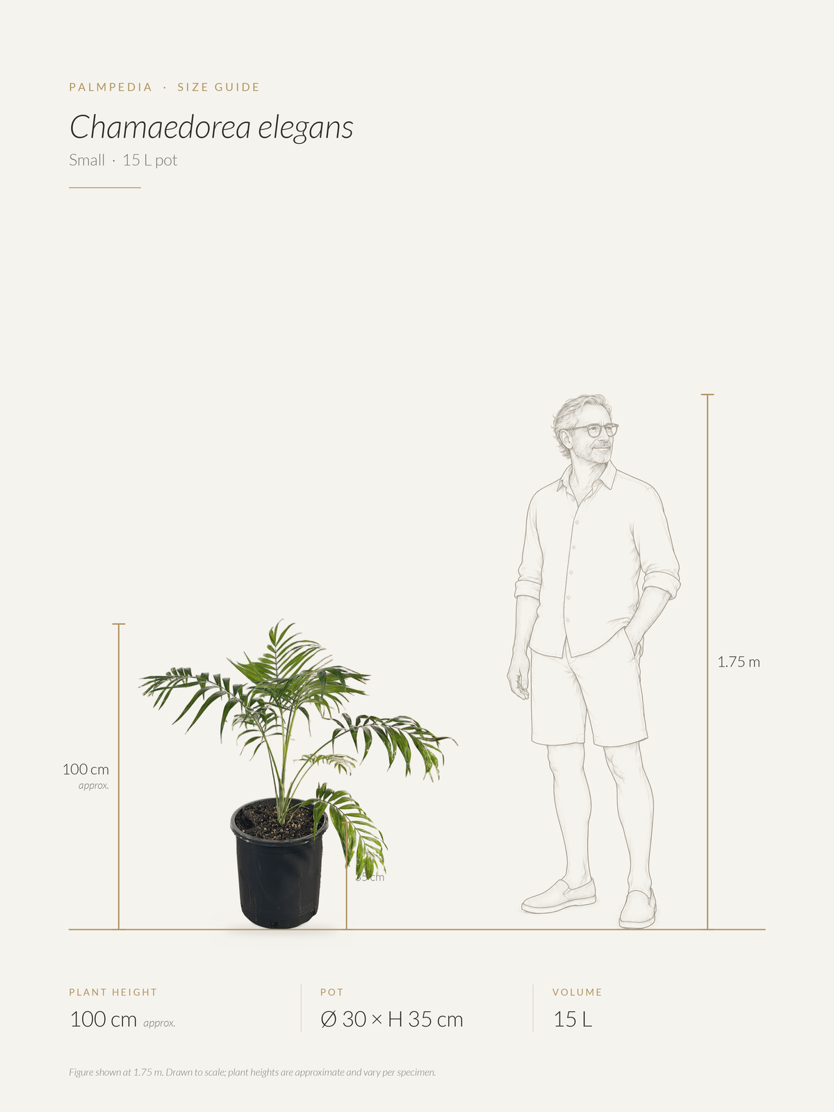 Chamaedorea elegans – size guide