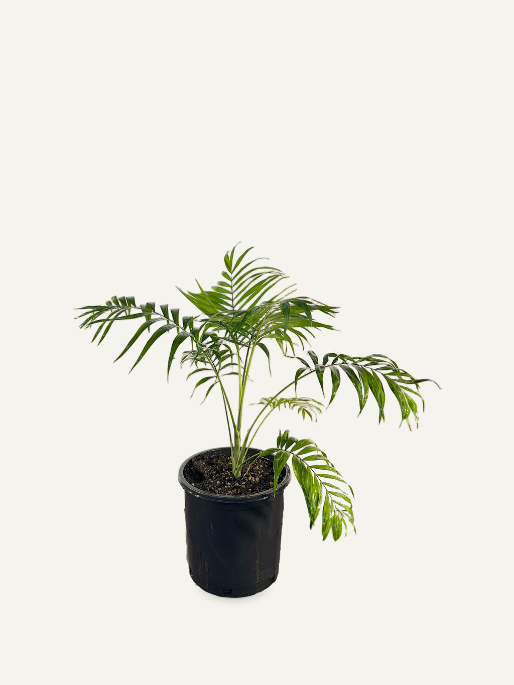 Chamaedorea elegans – Palmpedia, view 5
