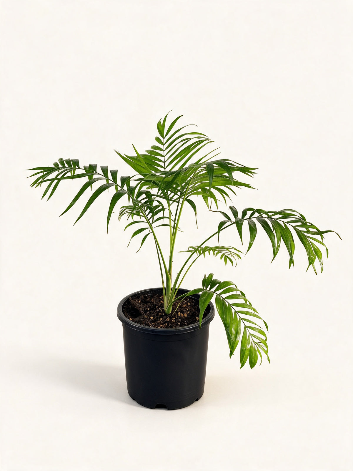 Chamaedorea elegans