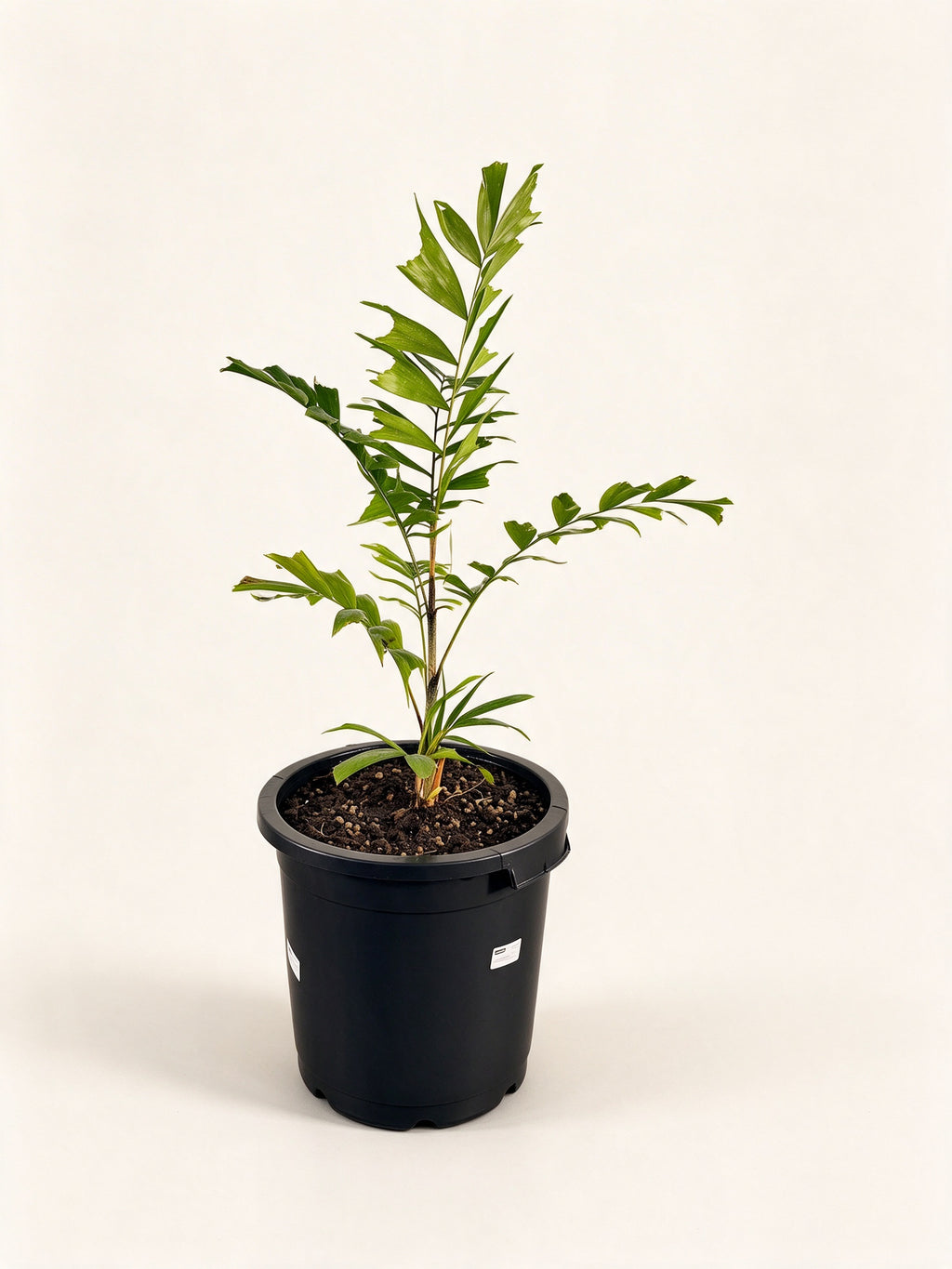 Ptychosperma cuneatum