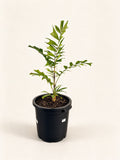 Ptychosperma cuneatum