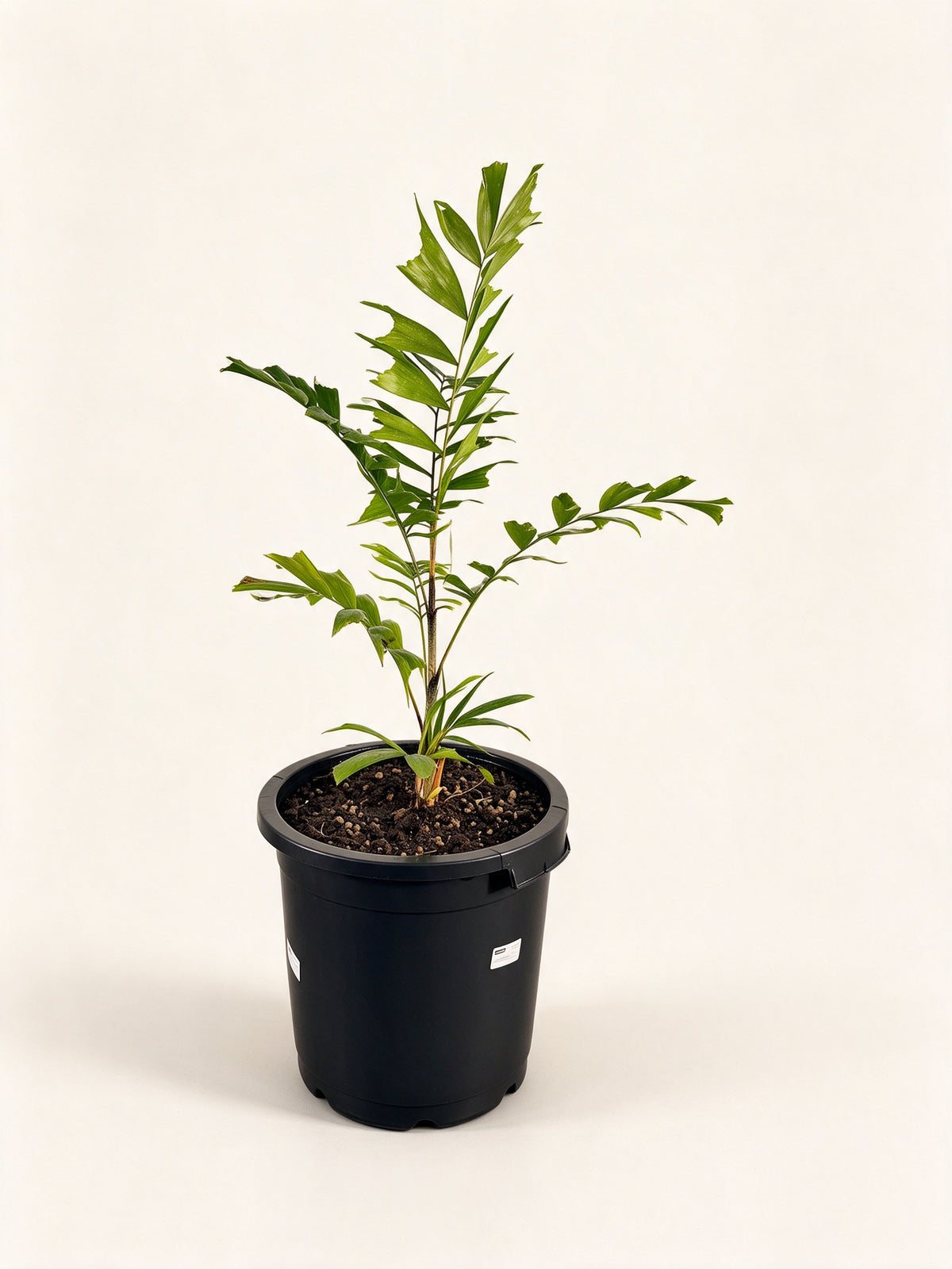Ptychosperma cuneatum