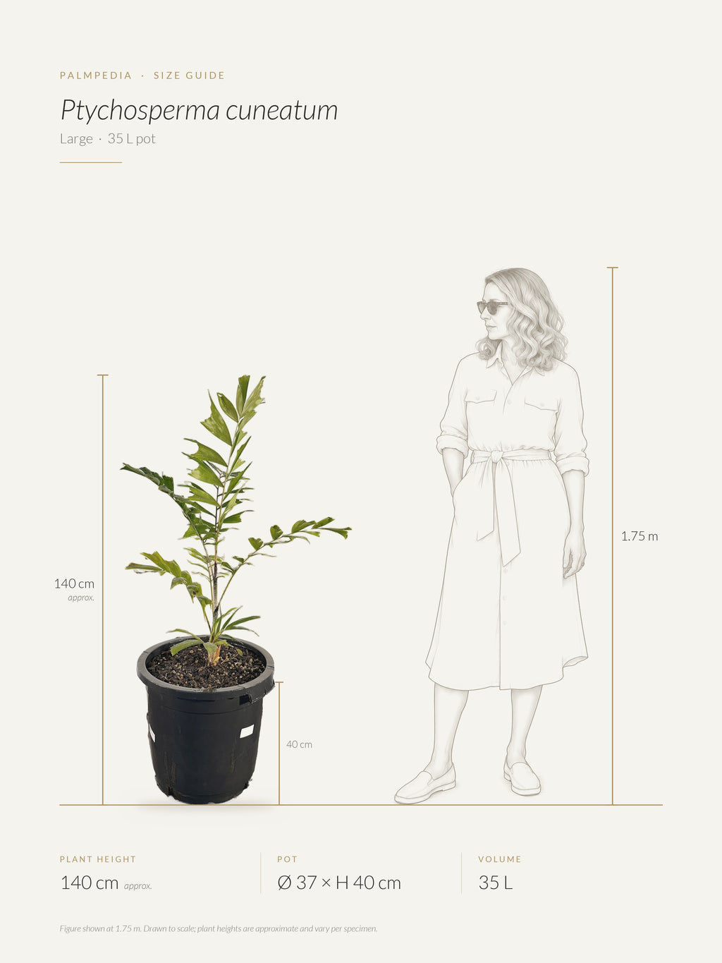 Ptychosperma cuneatum – size guide