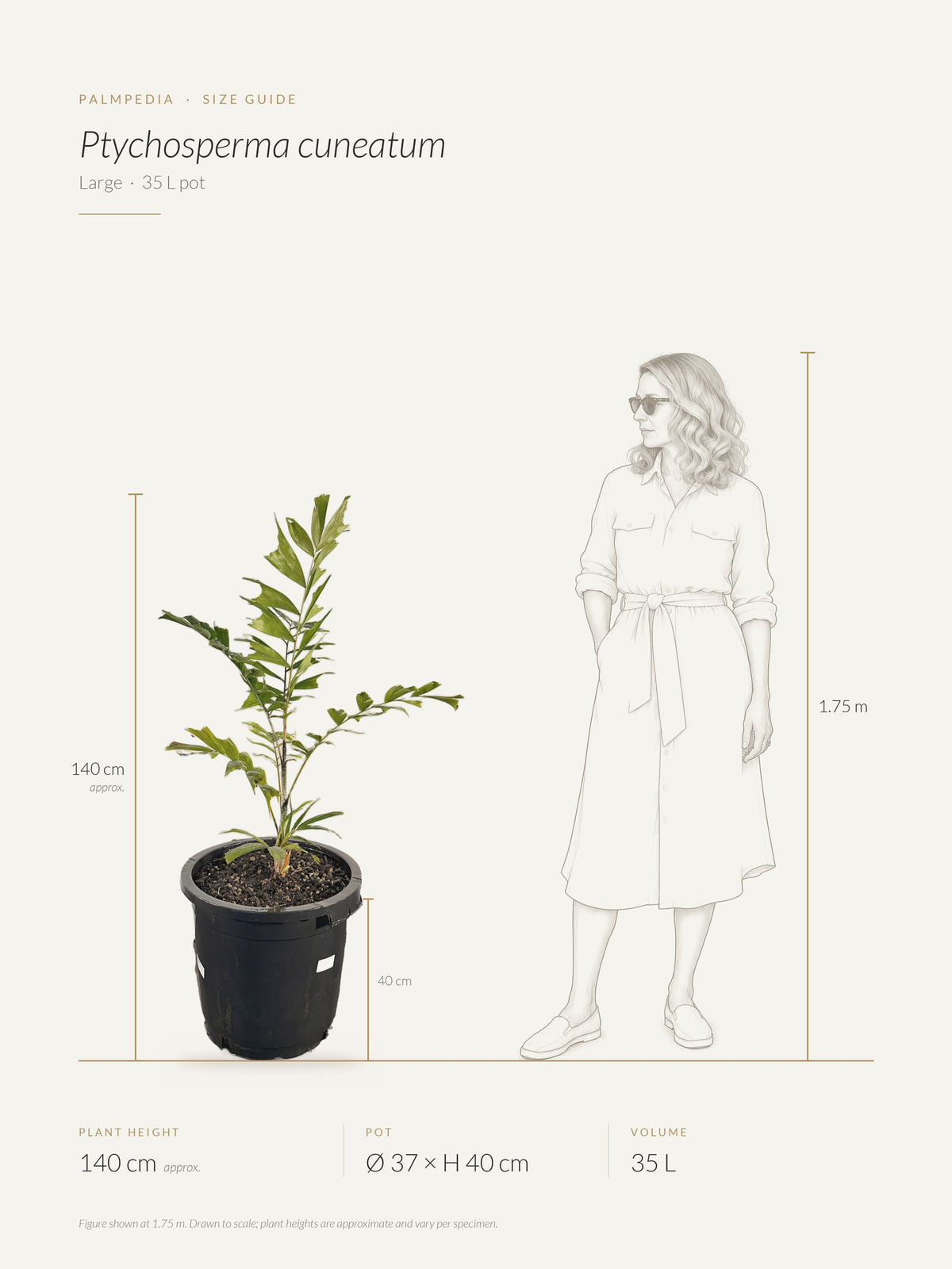 Ptychosperma cuneatum – size guide