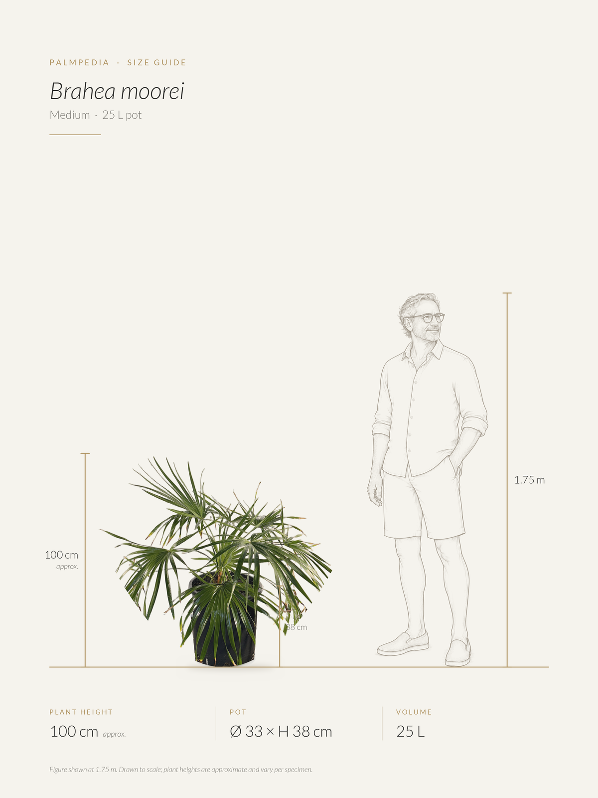Brahea moorei – size guide