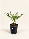 Jubaea chilensis