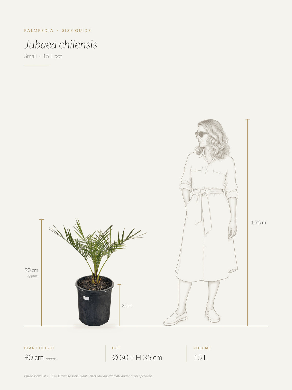 Jubaea chilensis – size guide