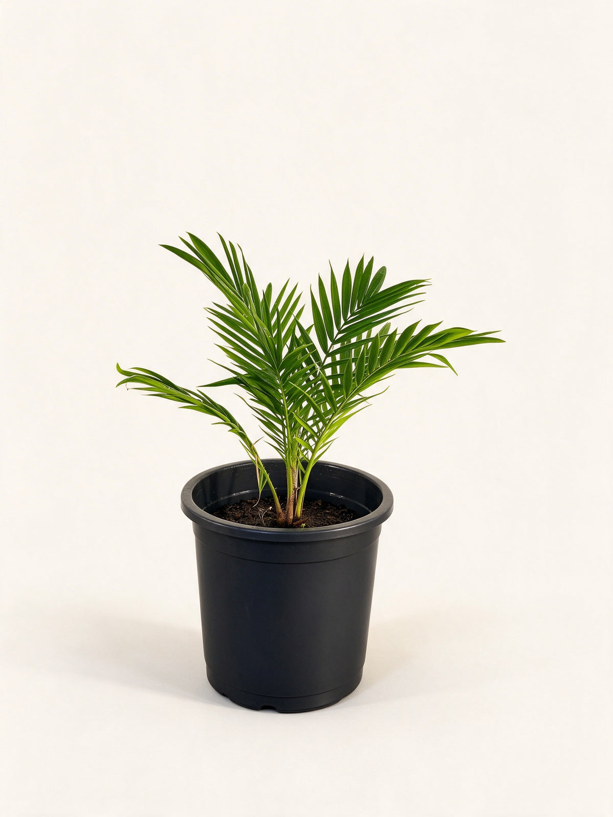Chrysalidocarpus leptocheilos