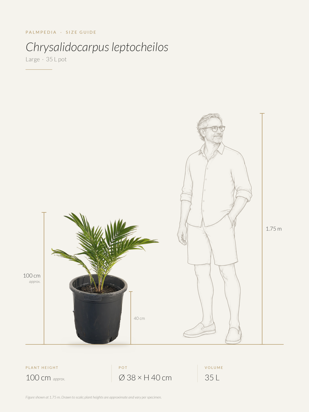 Chrysalidocarpus leptocheilos – size guide