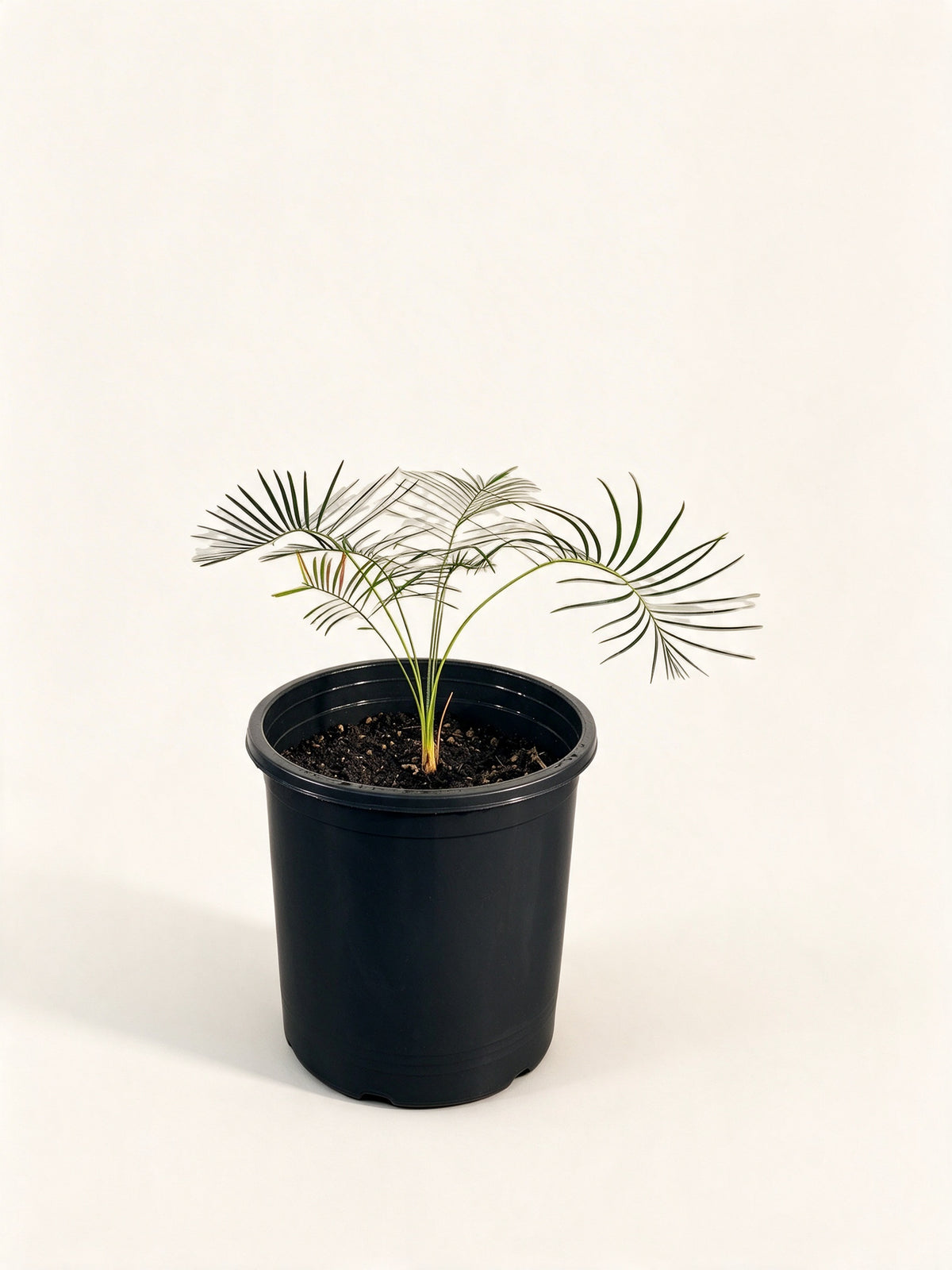 Macrozamia mountperriensis