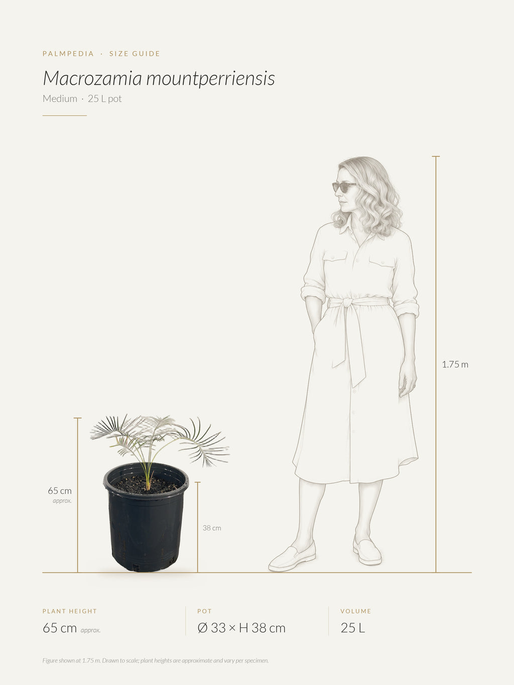 Macrozamia mountperriensis – size guide