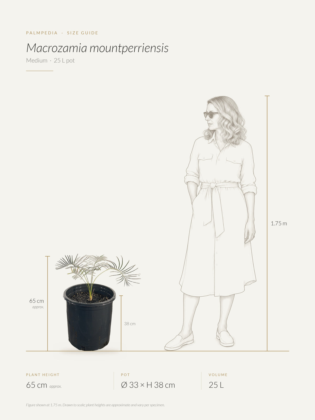 Macrozamia mountperriensis – size guide