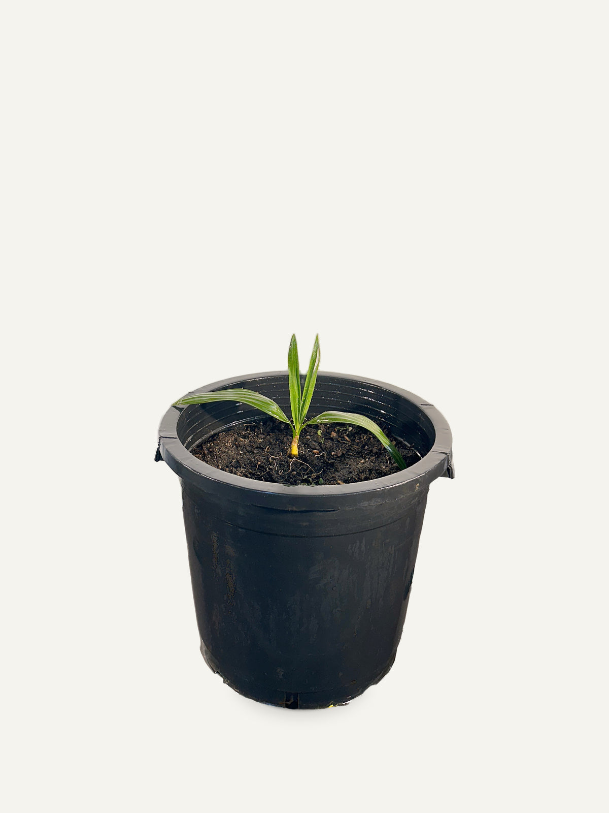 Copernicia baileyana – Palmpedia, view 3