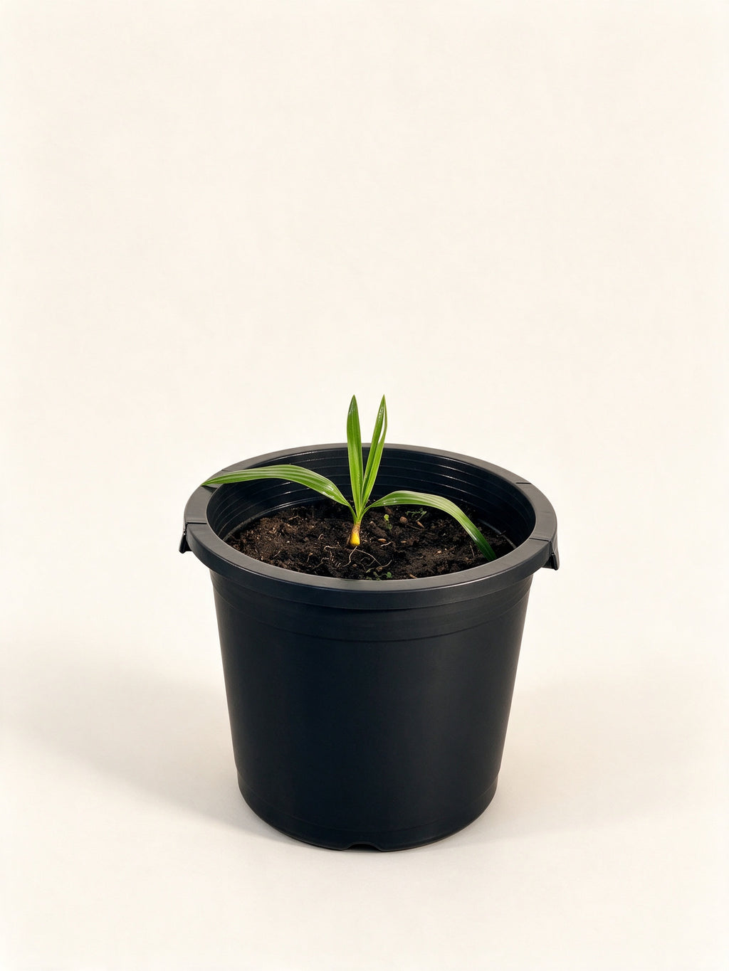 Copernicia baileyana