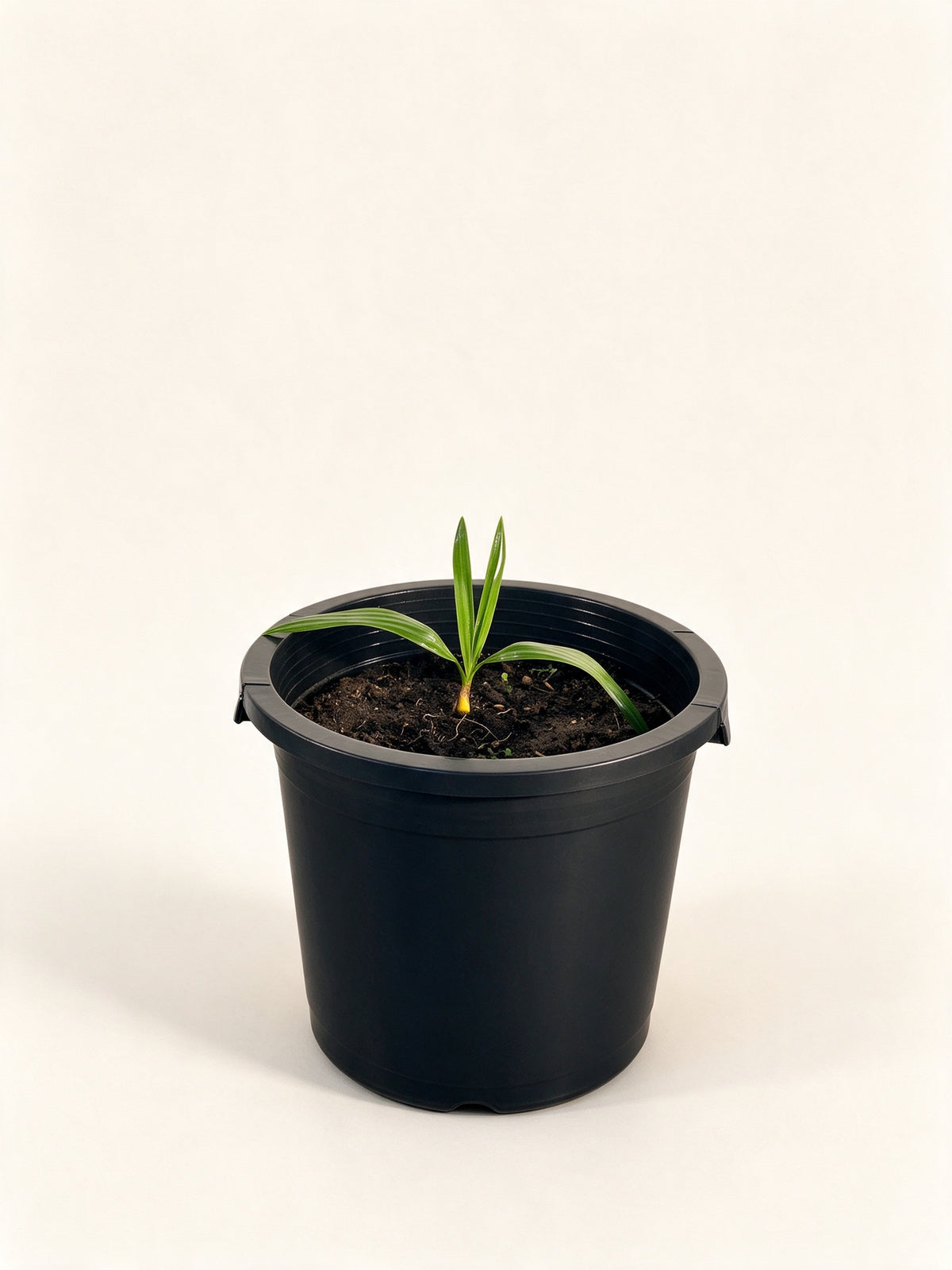 Copernicia baileyana