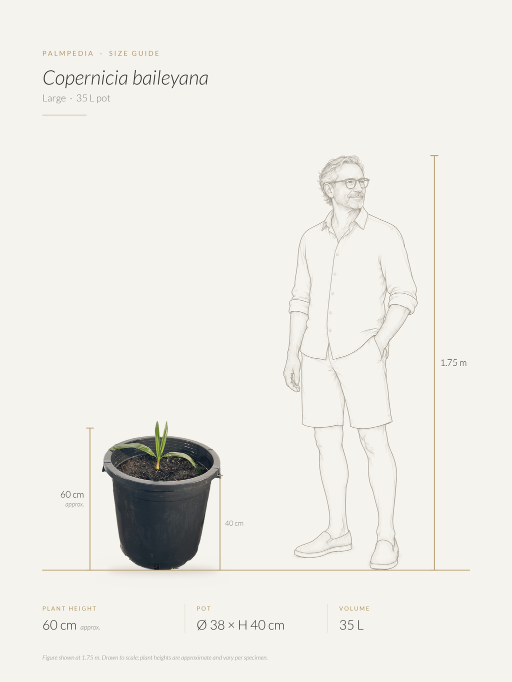 Copernicia baileyana – size guide